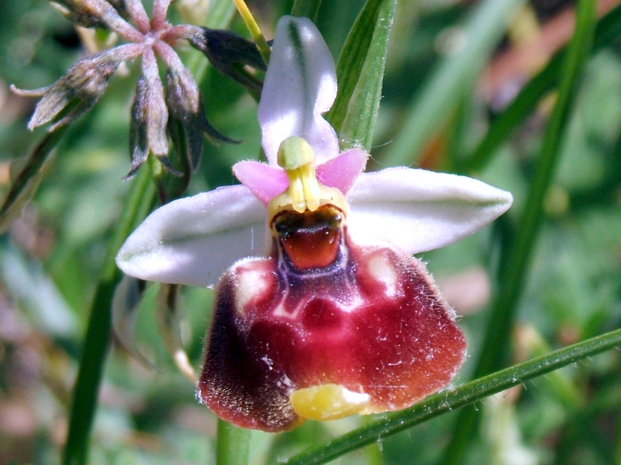 O. fuciflora O. apulica. O. lacaitae.      ibridi?